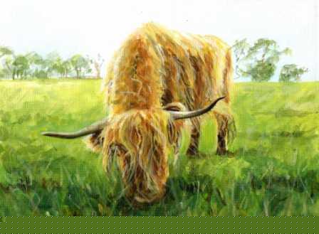 Highland Cow